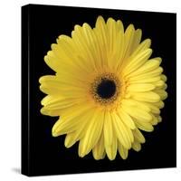 Gerbera Daisy Yellow-Jim Christensen-Stretched Canvas