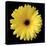 Gerbera Daisy Yellow-Jim Christensen-Stretched Canvas