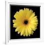 Gerbera Daisy Yellow-Jim Christensen-Framed Photo