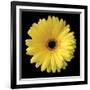 Gerbera Daisy Yellow-Jim Christensen-Framed Photo