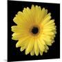 Gerbera Daisy Yellow-Jim Christensen-Mounted Photo