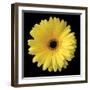 Gerbera Daisy Yellow-Jim Christensen-Framed Photo