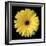 Gerbera Daisy Yellow-Jim Christensen-Framed Photo