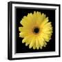 Gerbera Daisy Yellow-Jim Christensen-Framed Photo