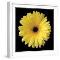 Gerbera Daisy Yellow-Jim Christensen-Framed Photo