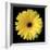 Gerbera Daisy Yellow-Jim Christensen-Framed Photo