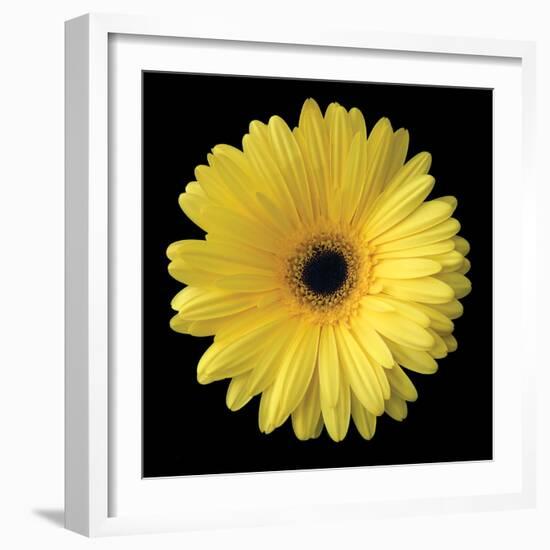 Gerbera Daisy Yellow-Jim Christensen-Framed Photo