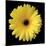 Gerbera Daisy Yellow-Jim Christensen-Mounted Photo