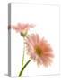 Gerbera daisy-Kiyoshi Miyagawa-Stretched Canvas