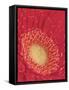 Gerbera Daisy-null-Framed Stretched Canvas