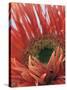 Gerbera Daisy-null-Stretched Canvas