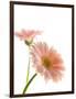 Gerbera daisy-Kiyoshi Miyagawa-Framed Photographic Print