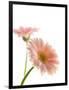 Gerbera daisy-Kiyoshi Miyagawa-Framed Photographic Print