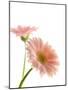 Gerbera daisy-Kiyoshi Miyagawa-Mounted Photographic Print