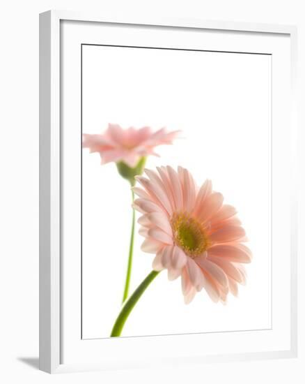 Gerbera daisy-Kiyoshi Miyagawa-Framed Photographic Print