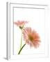 Gerbera daisy-Kiyoshi Miyagawa-Framed Photographic Print