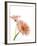 Gerbera daisy-Kiyoshi Miyagawa-Framed Photographic Print