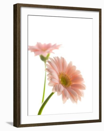 Gerbera daisy-Kiyoshi Miyagawa-Framed Photographic Print