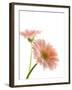 Gerbera daisy-Kiyoshi Miyagawa-Framed Photographic Print