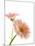 Gerbera daisy-Kiyoshi Miyagawa-Mounted Photographic Print