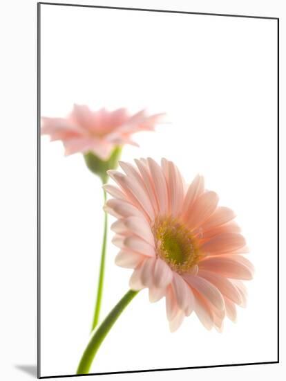 Gerbera daisy-Kiyoshi Miyagawa-Mounted Photographic Print