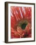 Gerbera Daisy-null-Framed Photographic Print