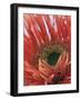 Gerbera Daisy-null-Framed Photographic Print