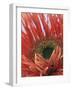 Gerbera Daisy-null-Framed Photographic Print