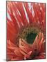 Gerbera Daisy-null-Mounted Photographic Print