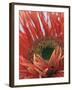 Gerbera Daisy-null-Framed Photographic Print