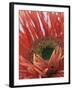 Gerbera Daisy-null-Framed Photographic Print