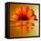 Gerbera Flower as Rising Sun-Winfred Evers-Framed Stretched Canvas