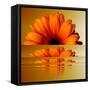 Gerbera Flower as Rising Sun-Winfred Evers-Framed Stretched Canvas