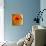 Gerbera Flower as Rising Sun-Winfred Evers-Stretched Canvas displayed on a wall