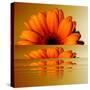 Gerbera Flower as Rising Sun-Winfred Evers-Stretched Canvas