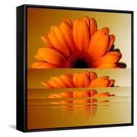 Gerbera Flower as Rising Sun-Winfred Evers-Framed Stretched Canvas