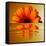 Gerbera Flower as Rising Sun-Winfred Evers-Framed Stretched Canvas