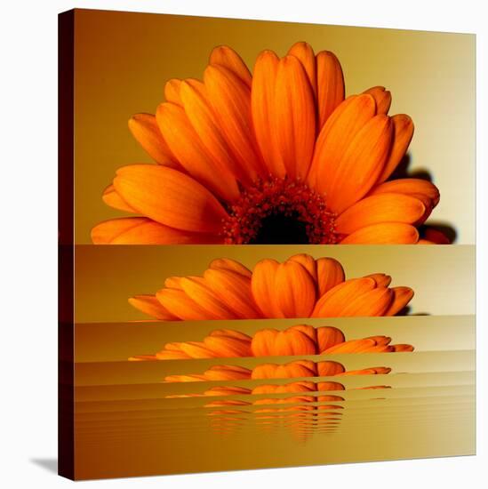 Gerbera Flower as Rising Sun-Winfred Evers-Stretched Canvas