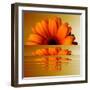 Gerbera Flower as Rising Sun-Winfred Evers-Framed Photographic Print