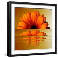 Gerbera Flower as Rising Sun-Winfred Evers-Framed Photographic Print