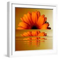 Gerbera Flower as Rising Sun-Winfred Evers-Framed Photographic Print