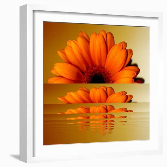 Gerbera Flower as Rising Sun-Winfred Evers-Framed Photographic Print