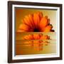 Gerbera Flower as Rising Sun-Winfred Evers-Framed Photographic Print