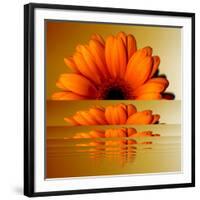 Gerbera Flower as Rising Sun-Winfred Evers-Framed Photographic Print