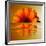 Gerbera Flower as Rising Sun-Winfred Evers-Framed Photographic Print