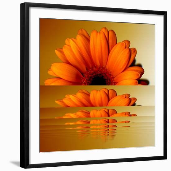 Gerbera Flower as Rising Sun-Winfred Evers-Framed Photographic Print