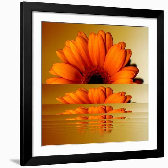 Gerbera Flower as Rising Sun-Winfred Evers-Framed Photographic Print