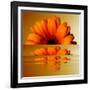 Gerbera Flower as Rising Sun-Winfred Evers-Framed Photographic Print