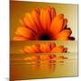 Gerbera Flower as Rising Sun-Winfred Evers-Mounted Photographic Print