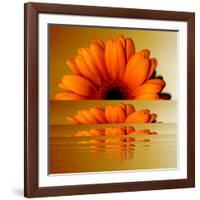 Gerbera Flower as Rising Sun-Winfred Evers-Framed Photographic Print